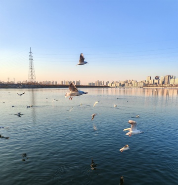 城市湖畔海鸥飞翔