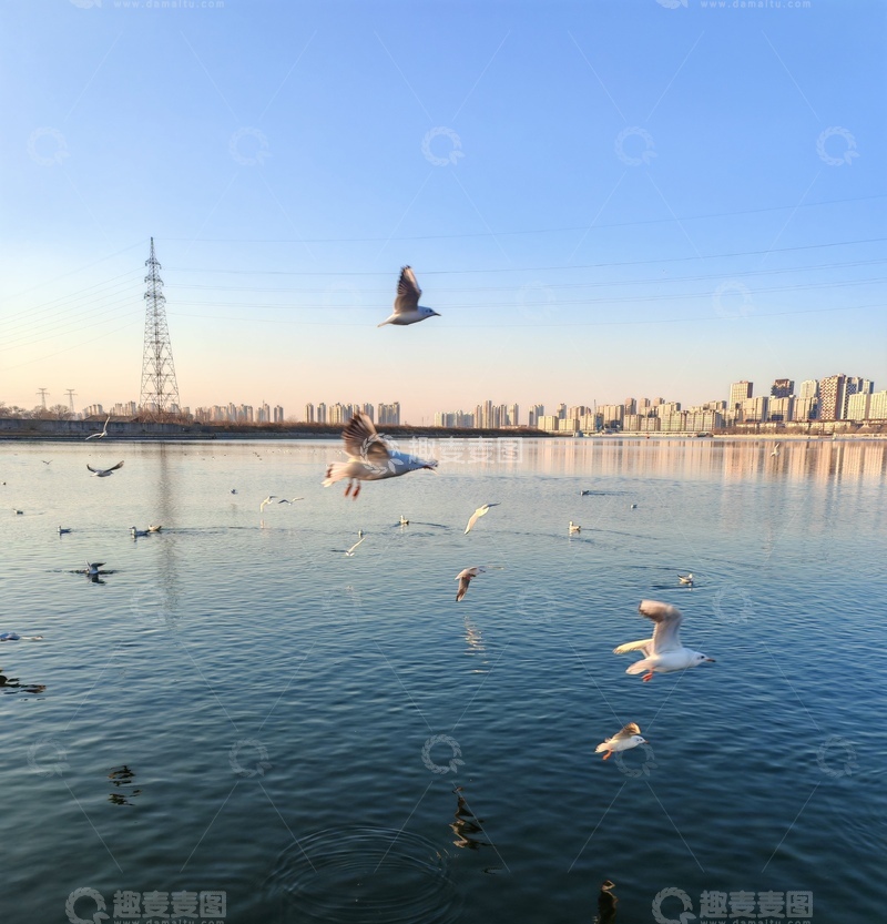 高清大图下载【趣麦麦图】城市湖畔海鸥飞翔