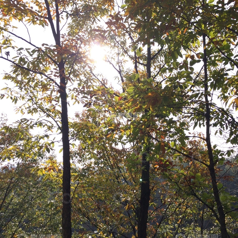 高清大图下载【趣麦麦图】森林植被阳光