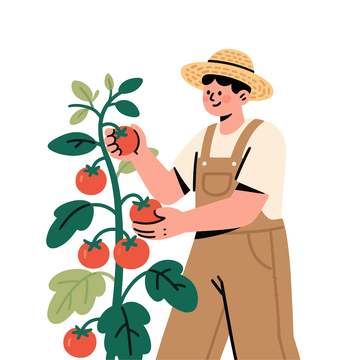 卡通农夫采摘番茄插画农业