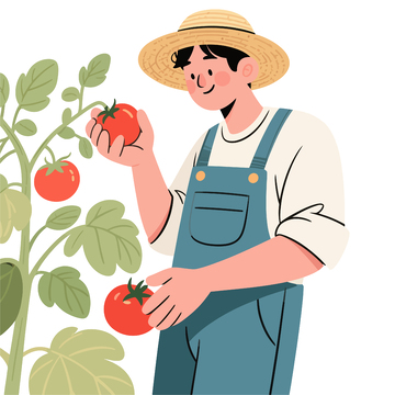 卡通农夫采摘番茄插画