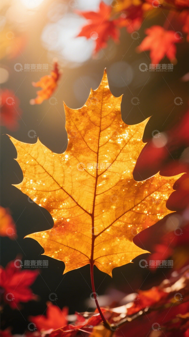 高清大图下载【趣麦麦图】秋季枫叶美景摄影图片