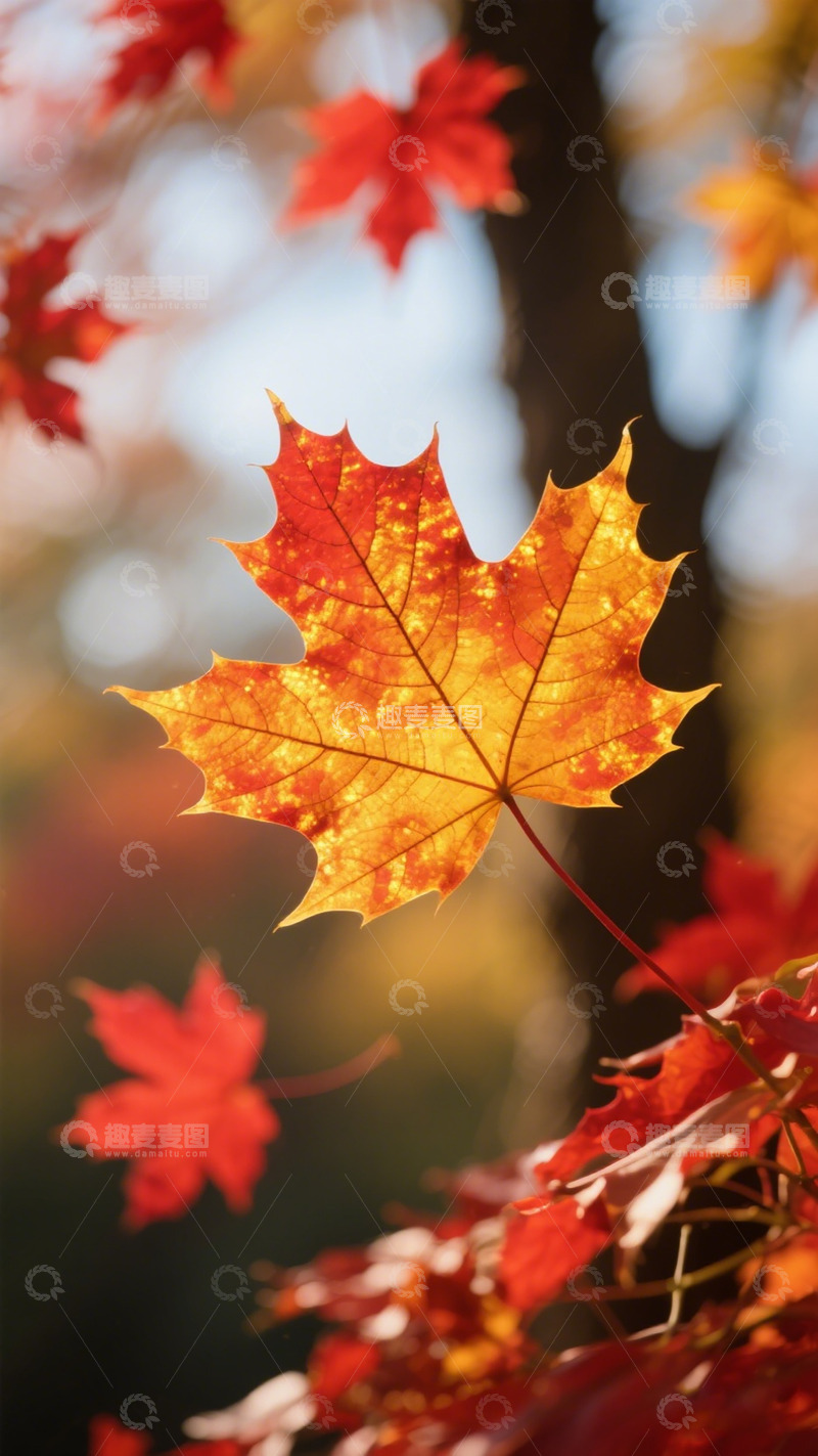 高清大图下载【趣麦麦图】秋日枫叶特写自然风景