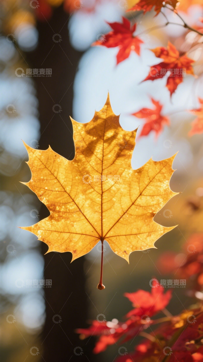 高清大图下载【趣麦麦图】秋日枫叶特写自然风光