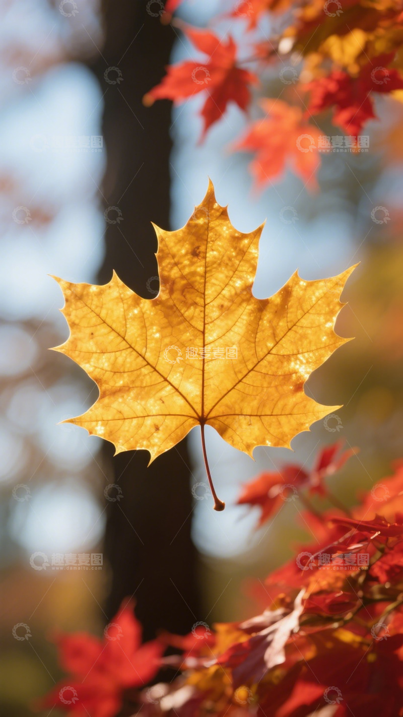高清大图下载【趣麦麦图】秋日枫叶特写风光摄影