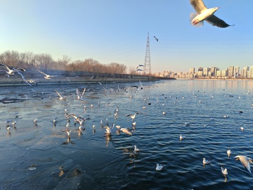 冬日江畔海鸥飞舞