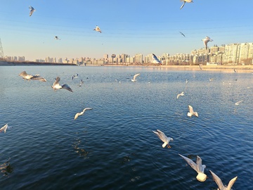 湖畔海鸥飞舞城市风光