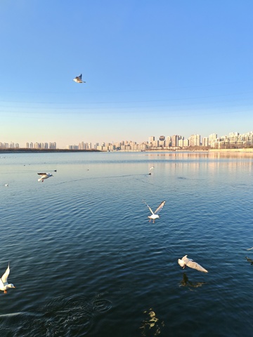 城市水岸海鸥飞翔