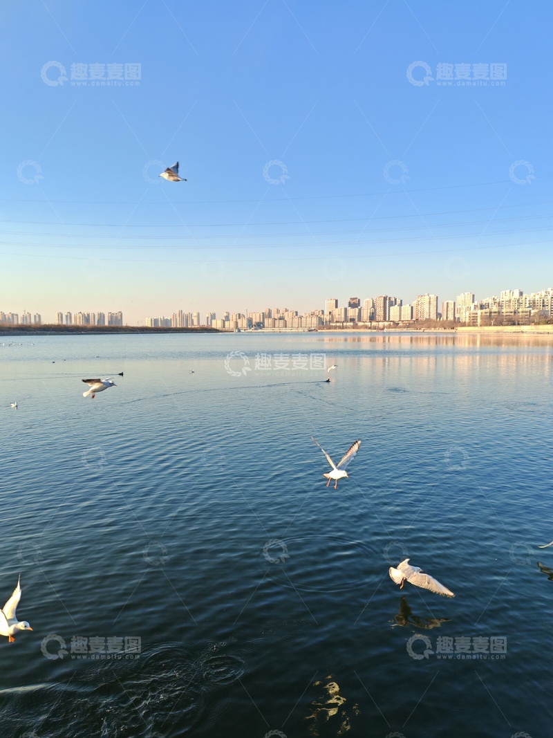 高清大图下载【趣麦麦图】城市水岸海鸥飞翔