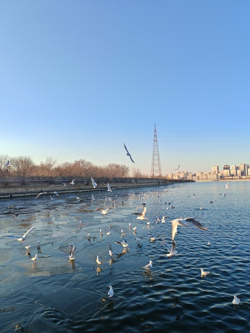 冬日湖畔海鸥飞舞