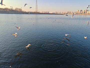 湖面海鸥飞翔风景摄影图