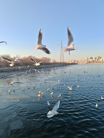 海鸥飞翔城市水域