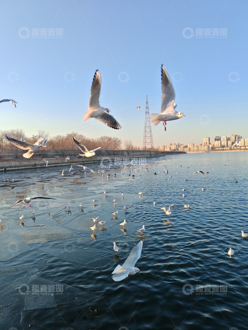 高清大图下载【趣麦麦图】海鸥飞翔城市水域
