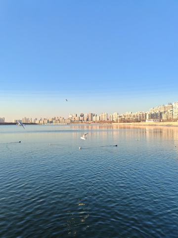 城市河畔飞鸟景