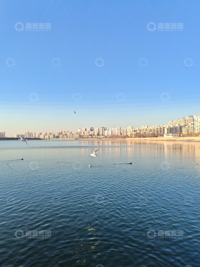 高清大图下载【趣麦麦图】城市河畔飞鸟景