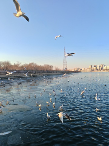 飞翔海鸥城市水景