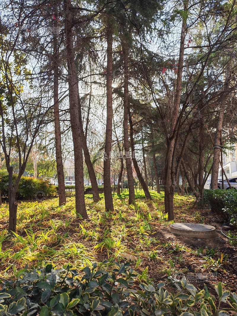 高清大图下载【趣麦麦图】田园里的树林