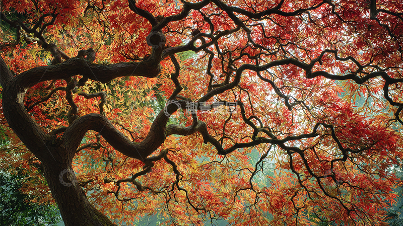 高清大图下载【趣麦麦图】秋日红叶缤纷展