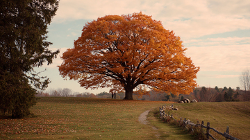 红叶飘落秋意浓