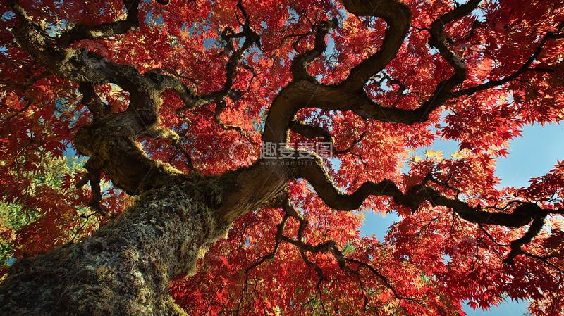 高清大图下载【趣麦麦图】红叶缤纷秋景