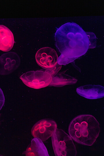 荧光灯下的水母水族生物摄影