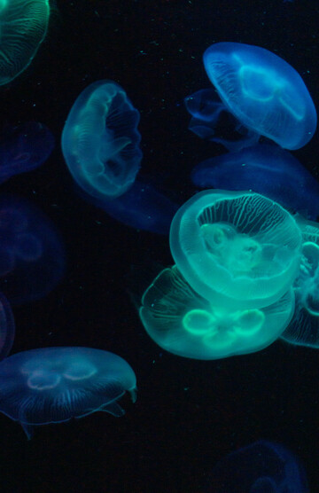 蓝色调水母海洋生物摄影