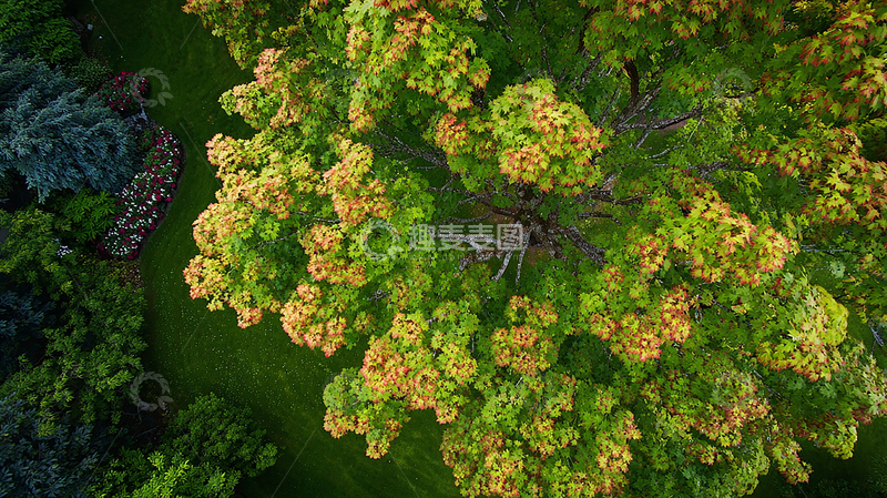 高清大图下载【趣麦麦图】树冠秋色缤纷
