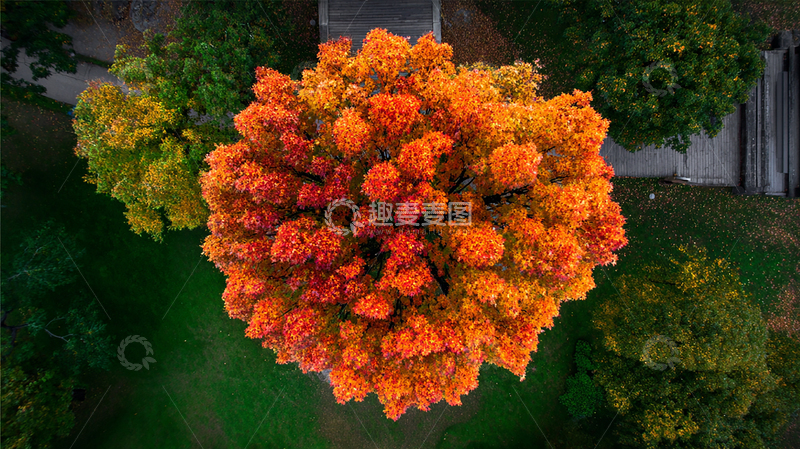高清大图下载【趣麦麦图】秋日彩叶奇观