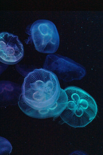 蓝色调荧光水母摄影