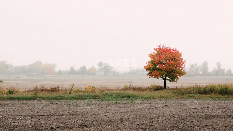 高清大图下载【趣麦麦图】秋日孤树景色