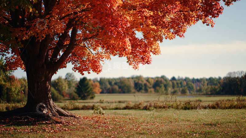 高清大图下载【趣麦麦图】秋日红叶满树
