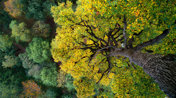 秋日梧桐树高耸