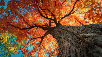 秋日彩叶高耸入云