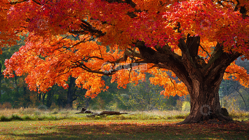 高清大图下载【趣麦麦图】秋日红叶如火焰