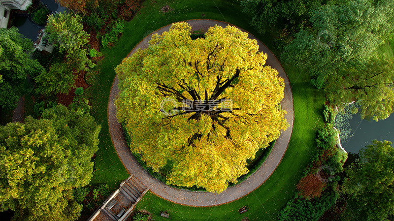 高清大图下载【趣麦麦图】秋天枫叶金黄绚丽