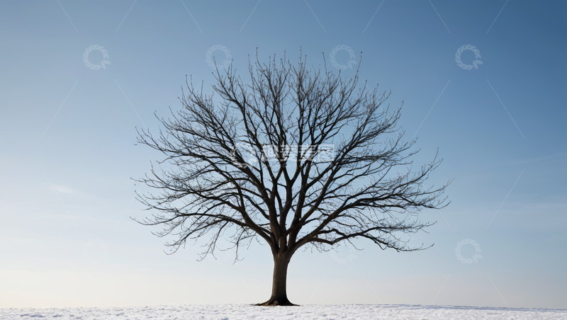 高清大图下载【趣麦麦图】雪地中孤独的无叶树