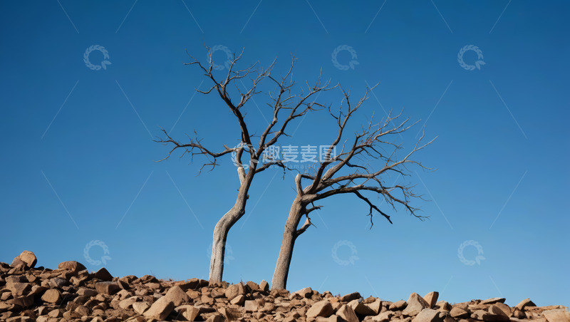 高清大图下载【趣麦麦图】荒野枯树蓝天风景
