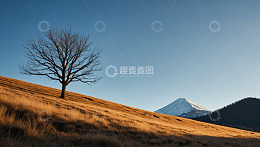 山坡上的孤树与远处雪山