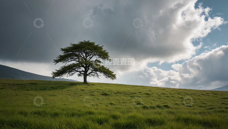 高清大图下载【趣麦麦图】草原上的孤独树木与天空景观