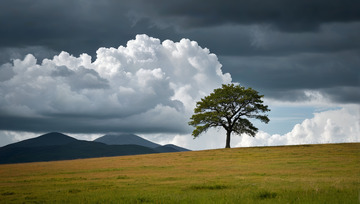 草原上孤立的树与云层景观