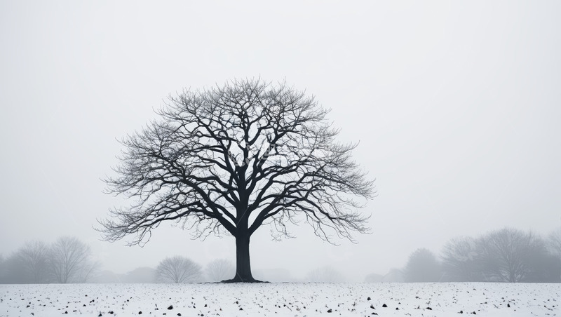 高清大图下载【趣麦麦图】雪地中孤独的光秃树木
