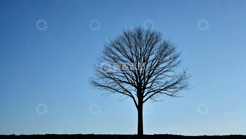 高清大图下载【趣麦麦图】蓝天背景下的单棵树木