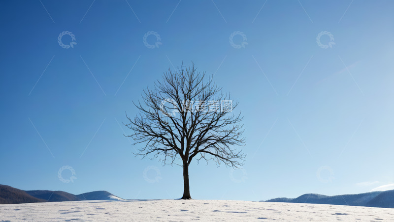 高清大图下载【趣麦麦图】雪地中孤独的光秃树木