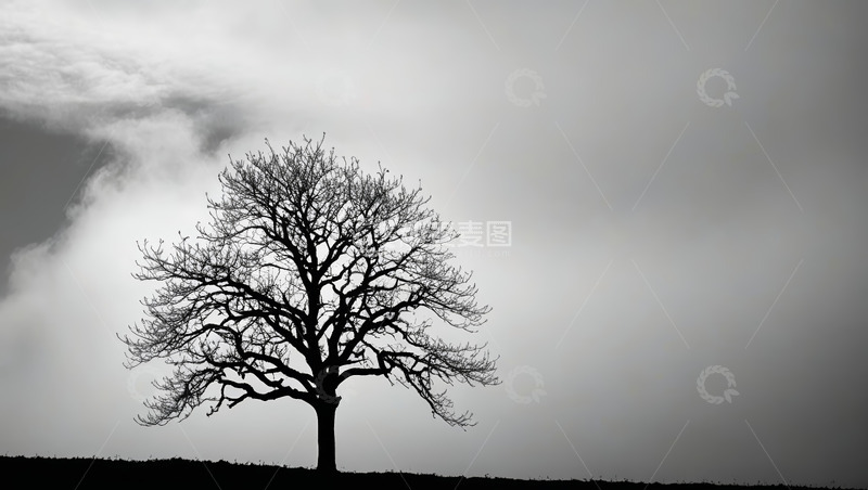 高清大图下载【趣麦麦图】天空下的单棵光秃树木