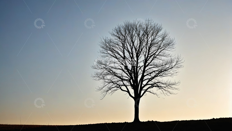 高清大图下载【趣麦麦图】黄昏时单棵树木的户外景象