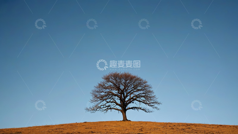 高清大图下载【趣麦麦图】山丘上的孤独树木