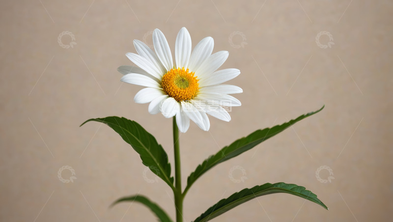 高清大图下载【趣麦麦图】白色雏菊特写