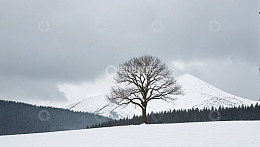 雪中山间孤树自然景观