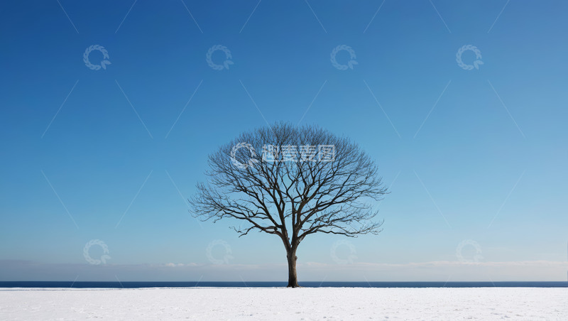 高清大图下载【趣麦麦图】雪地中孤独的无叶树