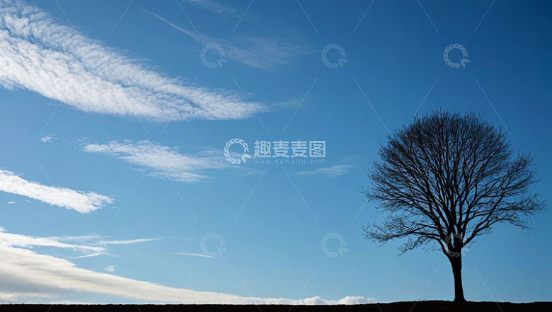 蓝天下单棵树木风景